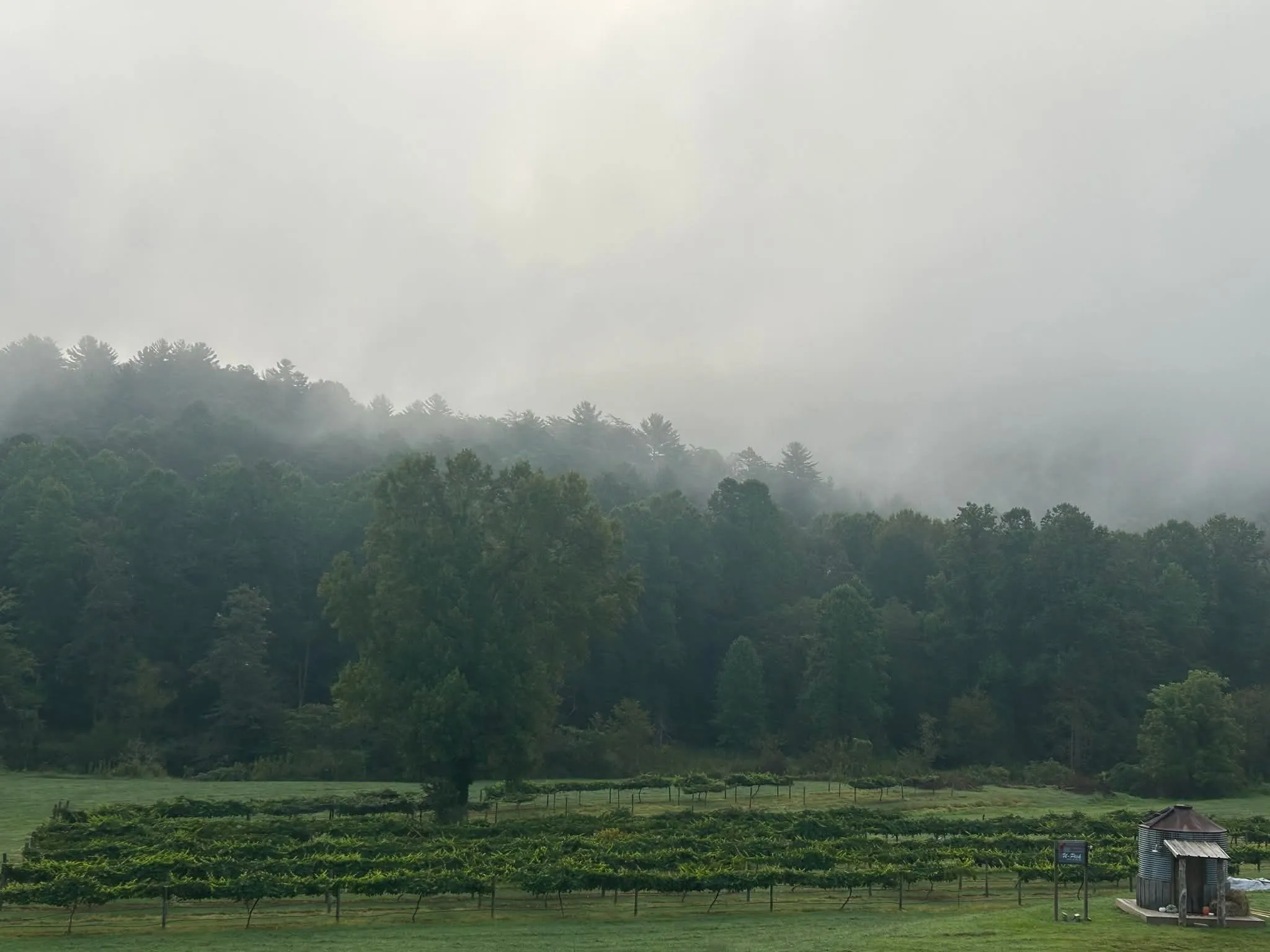 The vineyard rows and grain-silo farmstand at Little Red Dog Vineyards, wrapped in morning fog