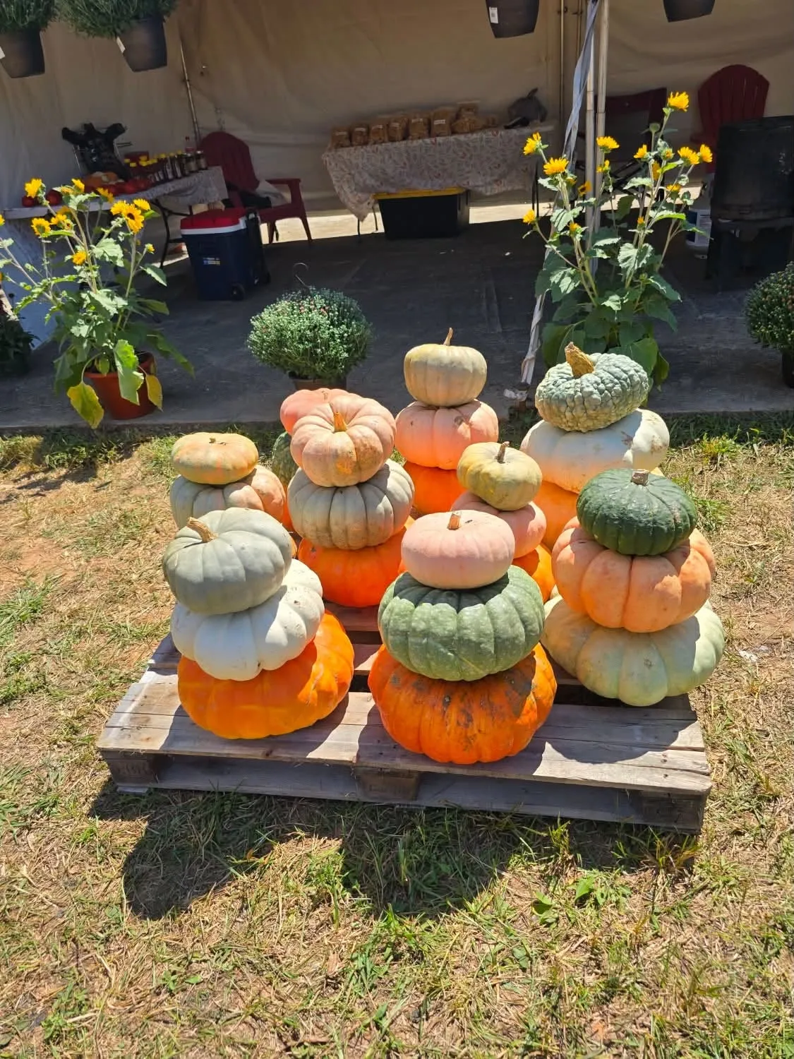 The Pepaw's Peanuts stand, decorated with stacked pumpkins and sunflowers for fall